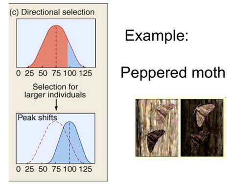 Natural Selection Flashcards Quizlet