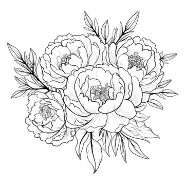 Doodle Line Art Peony Flower Elements Peony Doodle Line PNG