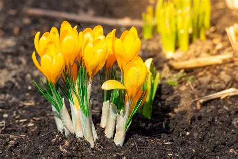 Yellow crocus flowers stock photo. Image of beauty, flower - 144912470