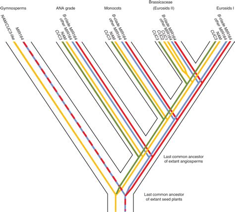 Summary Of Cuc And Mir164 Gene Evolution In The Angiosperms A Download Scientific Diagram