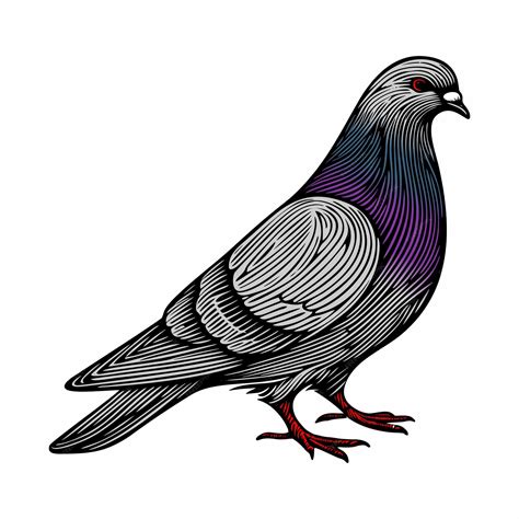 Premium Vector Pigeon