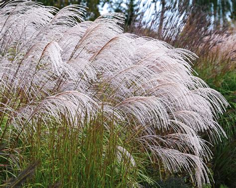 Miscanthus Sinensis Silver Charm Bare Roots — Buy White Elephant