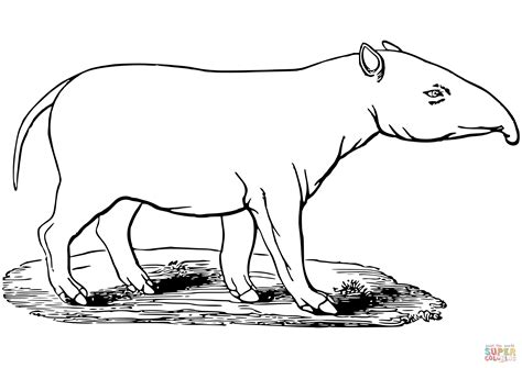 Tapir coloring page | Free Printable Coloring Pages