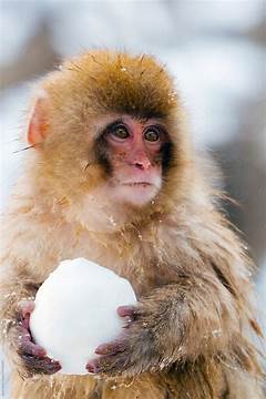 Japanese Macaque Snow Monkey
