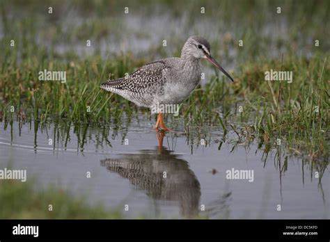 Spotted Redshank, Tringa erythropus, feeding on migration Stock Photo ...