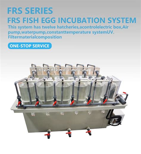 fish egg incubator tilapia fry hatchery efficient ras recirculating