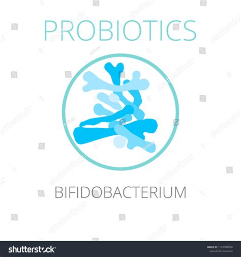 Probiotics Bifidobacterium Vector Illustration Good Bacteria Stock