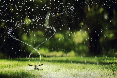 How To Water New Sod Willowlee Sod Farms