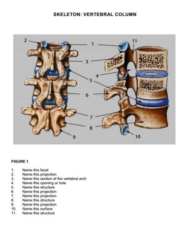 Vertical Column Thoracic Cage Sternum Flashcards Quizlet