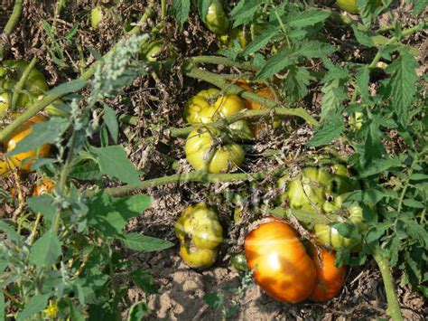 Supersteak Tomato Seeds Knapp S Fresh Vegies