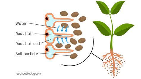 Root structure – Eschooltoday