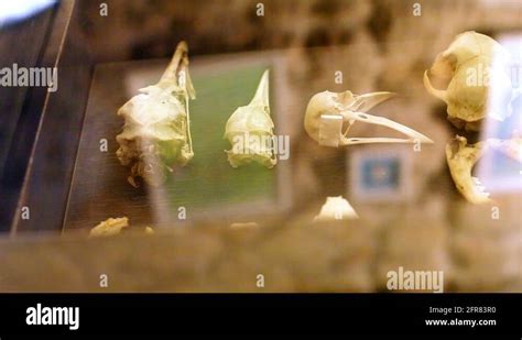 Bird skull anatomy Stock Videos & Footage - HD and 4K Video Clips - Alamy