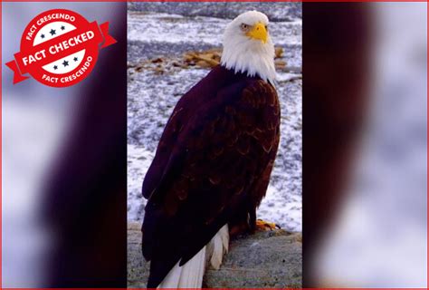 Bald Eagles Do Not Live Up To 70 Years And Do Not Undergo A Painful