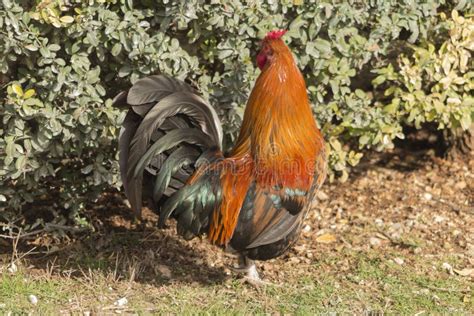 Coq De Chant Photo Stock Image Du Viande Esp Ces Color