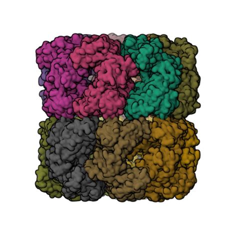 RCSB PDB 7XOJ Cryo EM Structure Of GroEL Bound To Unfolded Substrate