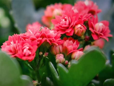 Flaming Katy Kalanchoe How To Grow Flaming Katy Plants