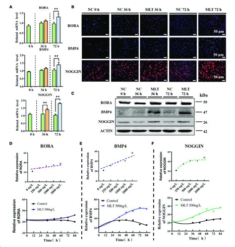 Melatonin Mediated The Expression Of Rorα Bmp4 And Noggin A Download Scientific Diagram