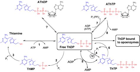 Thiamine Derivatives Observed In Living Organisms Adapted From