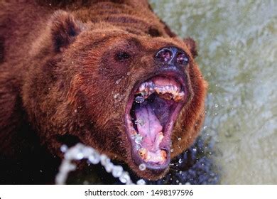 3,314 Brown Bear Roar Images, Stock Photos & Vectors | Shutterstock