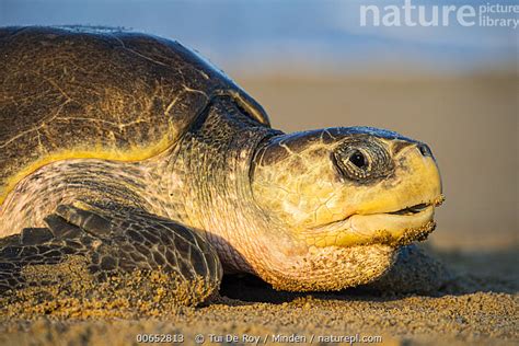 Stock Photo Of Olive Ridley Sea Turtle Lepidochelys Olivacea Female