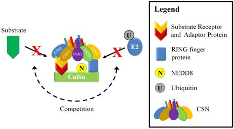 Biomolecules Free Full Text The Role Of The Cop Signalosome And