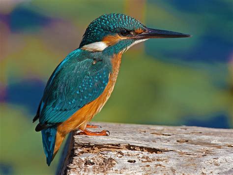 Vodomar (Alcedo atthis)