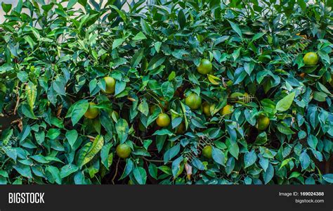 green oranges image photo  trial bigstock