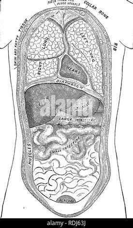 Ein Text Buch Im Allgemeinen Physiologie Und Anatomie Physiologie