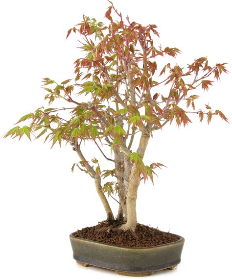 Acer palmatum, 29 cm, ± 5 years old - Bonsai Plaza