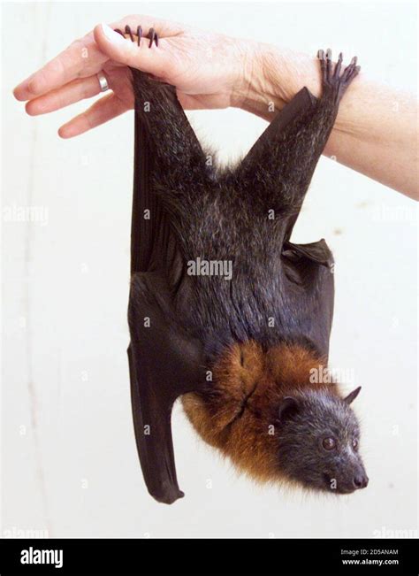 Australian bat species hi-res stock photography and images - Alamy