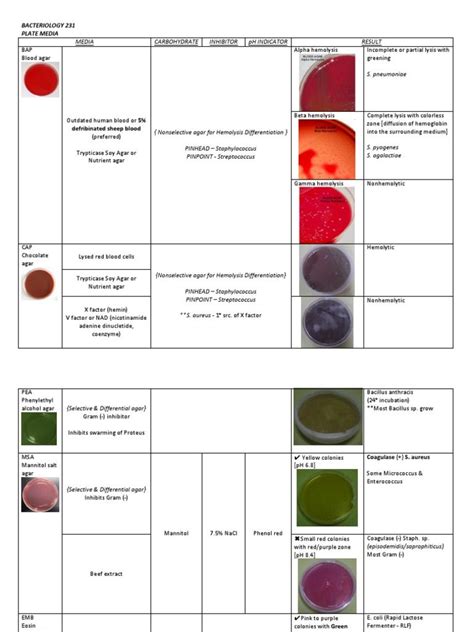 Bacterial Culture Media In Plate Tube PDF Medical Laboratory