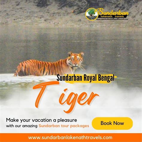 Exploring The Royal Bengal Tiger Of Sundarban Indias Unique Wildlife