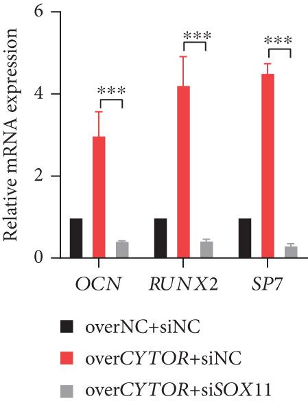 Cytor Promotes Osteogenic Differentiation Of Pdlscs Through Regulating