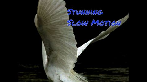 Slow Motion Birds In Flight YouTube