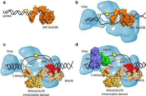 Role Of The Xpa Protein In The Ner Pathway A Perspective On The