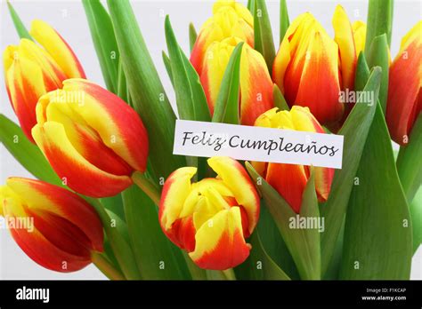 Feliz Cumpleanos (que significa feliz cumpleaños en español) tarjeta ...