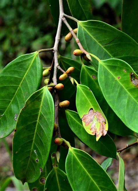 Ficus Pellucidopunctata Segaliud Lokan Fr Tongod Sabah The Figs Of