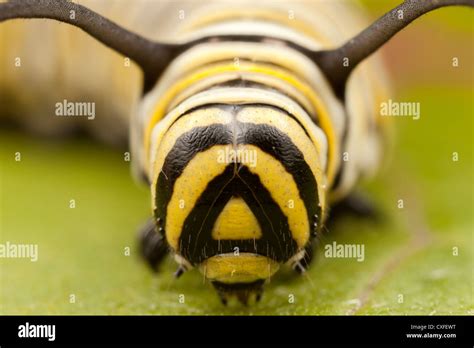 A frontal view of the head of a 5th instar Monarch Butterfly (Danaus Stock Photo, Royalty Free ...