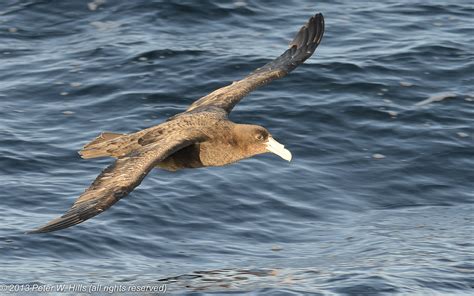 Petrel Southern Giant Macronectes Giganteus Juvenile In Flight