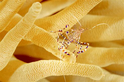 Обои креветка на рабочий стол