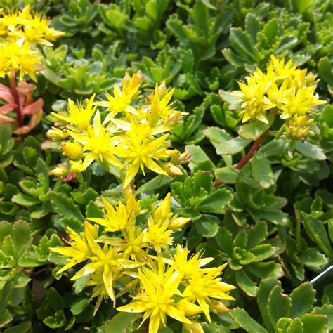 Sedum Hybridum Immergrunchen From Nvk Nurseries