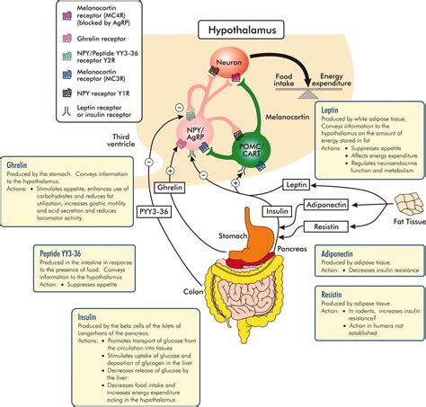 Energy Homeostasis Obesity And Eating Disorders Recent Advances In