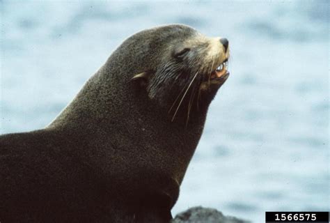 Galapagos fur seal, Arctocephalus galapagoensis (Carnivora: Otariidae) - 1566575