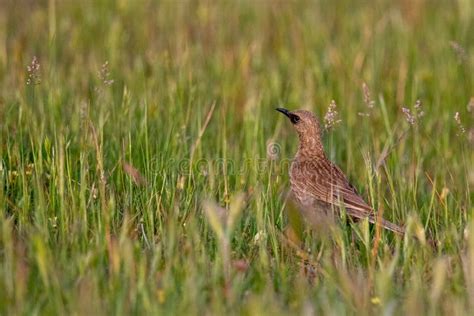 Brown Songlark In Australia Stock Image Image Of Looking Brown