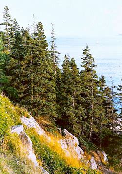 The Pine Tree State: A History of Lumber in Maine - NELMA