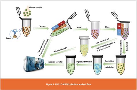 Optimizing ADC Bioassays LC MS MS Blends Speed With Cost Effectiveness