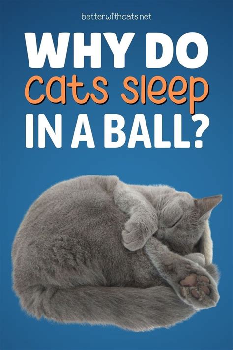 Why Do Cats Sleep In A Ball Reasons Explained Artofit