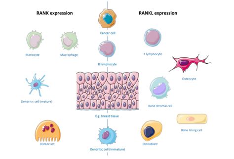 expression  rank  rankl rank  rankl  expressed