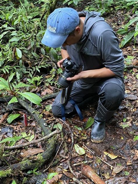 Cientistas Descobrem No Equador Cogumelo Potencial Antibacteriano