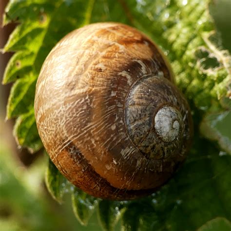 Snails Of The Riverbank Imagenic